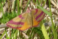 Lythria cruentaria