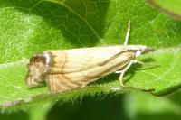 Chrysoteuchia culmella