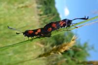 Zygaena trifolii