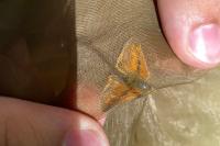 Ochlodes sylvanus