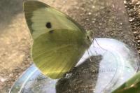 Pieris brassicae