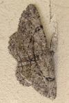 Peribatodes rhomboidaria rhomboidaria