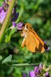 Thymelicus sylvestris