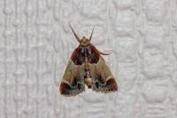 Pyralis farinalis