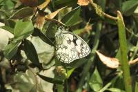 Melanargia galathea