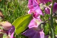 Gonepteryx rhamni