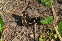 Araschnia levana