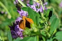 Thymelicus sylvestris