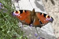 Aglais io
