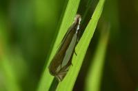 Crambus pascuella