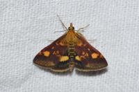 Pyrausta aurata