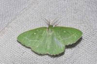 Thetidia smaragdaria
