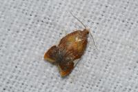 Acleris holmiana