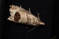 Notocelia uddmanniana