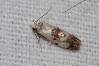 Neocochylis hybridella