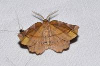 Apeira syringaria