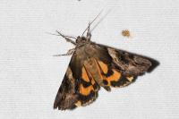 Catocala fulminea