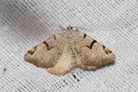 Macaria wauaria