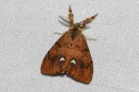 Orgyia antiqua
