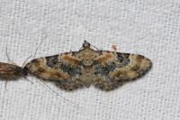 Eupithecia linariata/pulchellata