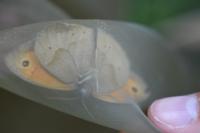 Maniola jurtina