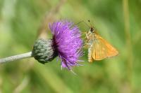 Ochlodes sylvanus
