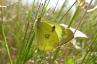 Colias alfacariensis