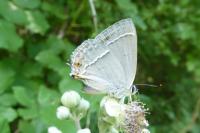 Quercusia quercus