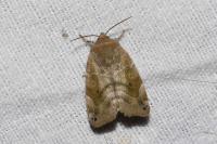 Cosmia affinis