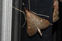 Dolicharthria punctalis