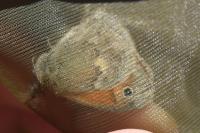 Pyronia tithonus