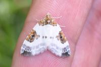 Plemyria rubiginata