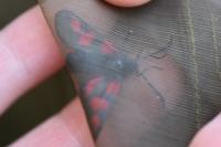 Zygaena trifolii