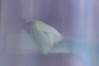 Tortrix viridana
