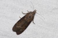 Lamoria anella