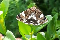 Tyta luctuosa
