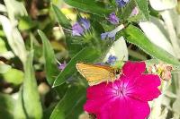 Thymelicus sylvestris