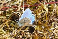 Lysandra bellargus