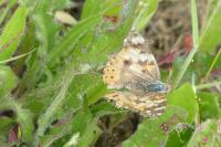 Vanessa cardui