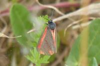 Tyria jacobaeae