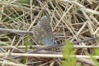 Lysandra bellargus