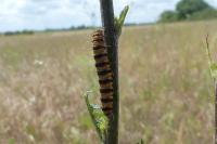 Tyria jacobaeae