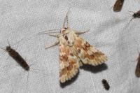 Eremobia ochroleuca