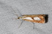 Catoptria pinella