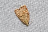 Acleris forsskaleana