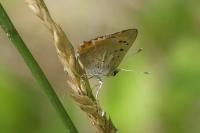 Lycaena phlaeas