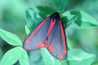 Tyria jacobaeae