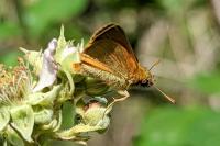 Thymelicus sylvestris