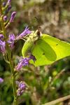 Gonepteryx rhamni