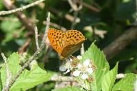 Argynnis paphia